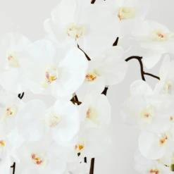 Nikki Chu - Orchid In Black Vase -VibeDecor Store webimage 168213601 DTL 1