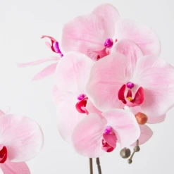 Nikki Chu - Pink Orchid In White Vase -VibeDecor Store webimage 168247451 DTL1
