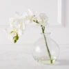 Phaleanopsis 1 Stem With Glass -VibeDecor Store webimage 200010845 jpg