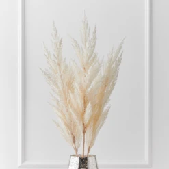 Pampas Grass - Set Of 3