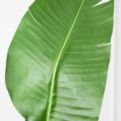 Faux Palm Tree -VibeDecor Store webimage 206176637 dtl1