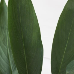 Faux Potted Water Canna -VibeDecor Store webimage 207190249 dtl2