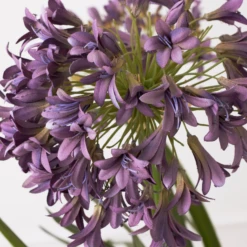Faux Potted Agapanthus -VibeDecor Store webimage 207919623 dtl1 1