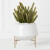 Donkey Tail In Bowl With Stand -VibeDecor Store webimage 207999712