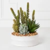 Succulent Assortment In Bowl -VibeDecor Store webimage 207999713