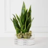 Mother In Law's Tongue Succulent With Bowl -VibeDecor Store webimage 207999718