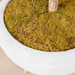 Fiddle Leaf Tree In Bowl -VibeDecor Store webimage 207999719 dtl2