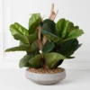 Fiddle Leaf Branches In Bowl -VibeDecor Store webimage 207999724 1