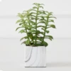 Tree Succulents In Marble Pot -VibeDecor Store webimage 207999966 1