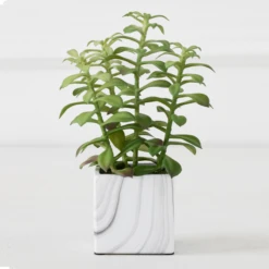 Tree Succulents In Marble Pot