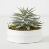 Succulent In White Round Pot 2 Succulent In White Round Pot -VibeDecor Store webimage 207999970