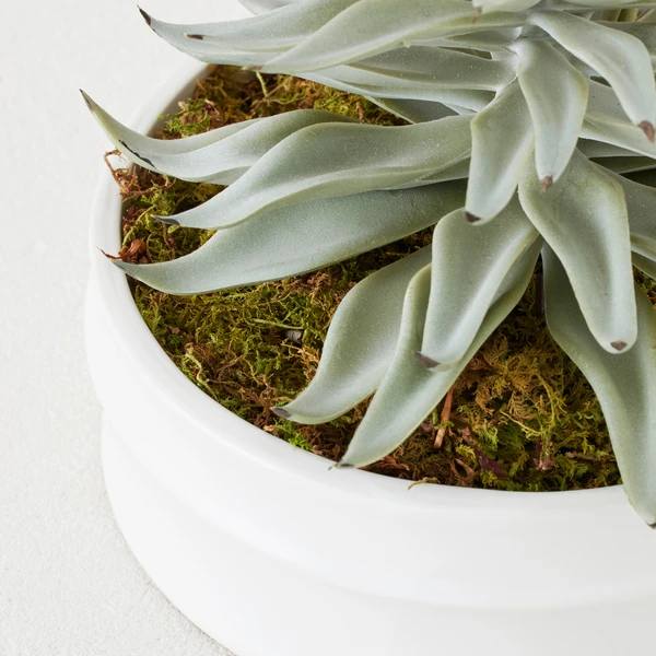 Succulent In White Round Pot 4 Succulent In White Round Pot - Image 2