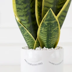 Mother In Law's Tongue/Selfie With Vase -VibeDecor Store webimage 207999972 dtl