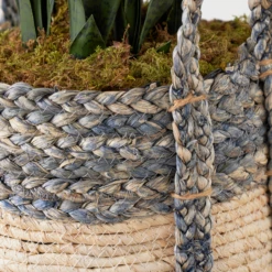 Mother In Law's Tongue In Basket -VibeDecor Store webimage 207999974 dtl1 1