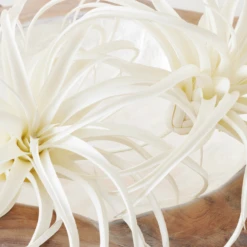 Faux Air Plant -VibeDecor Store webimage 209172845 DTL