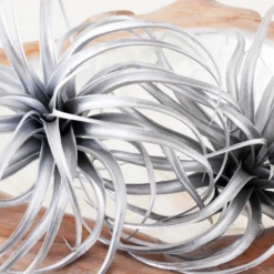 Faux Air Plant -VibeDecor Store webimage 209204773 DTL 1